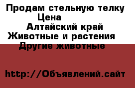 Продам стельную телку › Цена ­ 27 000 - Алтайский край Животные и растения » Другие животные   